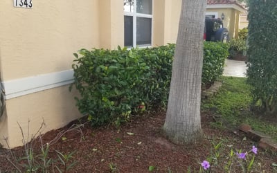 Photo of Sonja N.'s yard after getting tree care in San Bernardino, CA