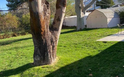 Photo of Monica D.'s yard after getting lawn care in Kaysville, UT