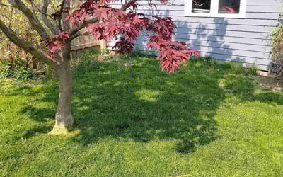 Photo of Jason G.'s yard after getting lawn care in Menomonee Falls, WI