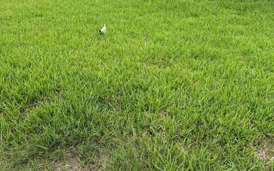 Photo of Tyrone S.'s yard after getting lawn care in Clayton, NC