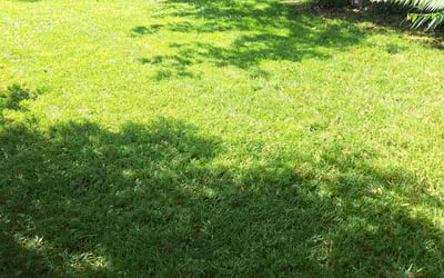 Photo of Shaneakqua S.'s yard after getting lawn care in Oneida, NY