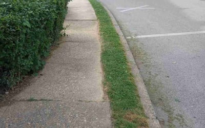 Photo of Joan A.'s yard after getting lawn care in Clifton Heights, PA