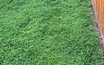 Photo of Travis T.'s yard after getting lawn care in Goose Creek, SC