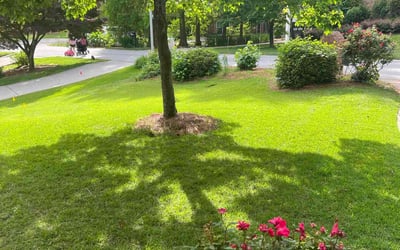 Photo of Rachel R.'s yard after getting lawn care in Atlanta, GA