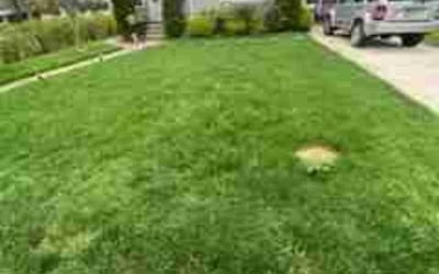Photo of Keith M.'s yard after getting lawn care in Annapolis, MD