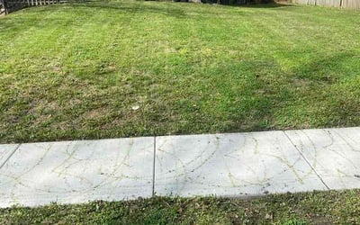 Photo of Wolfgang G.'s yard after getting lawn care in Germantown, TN