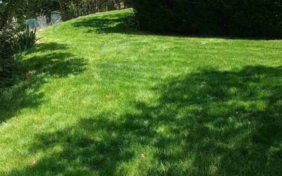 Photo of Israel O.'s yard after getting lawn care in Plainfield, IL