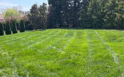 Photo of Michael W.'s yard after getting lawn care in Candler, NC