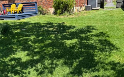 Photo of Dylan B.'s yard after getting lawn care in Asheville, NC