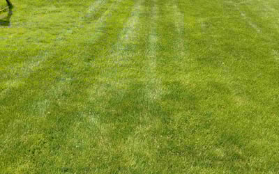 Photo of Tess D.'s yard after getting lawn care in Rotterdam, NY
