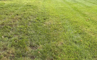 Photo of Kevin T.'s yard after getting lawn care in Morganton, NC
