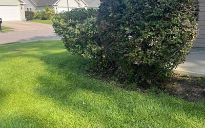 Photo of Cindy A.'s yard after getting lawn care in North Myrtle Beach, SC