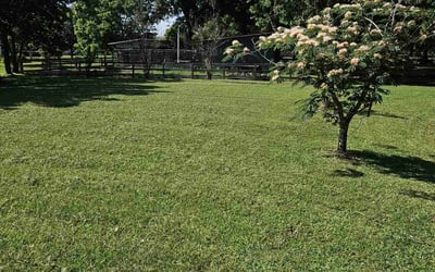 Photo of Felicia L.'s yard after getting tree care in Dickinson, TX