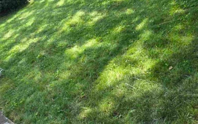 Photo of Suzanne R.'s yard after getting lawn care in Glenview, IL