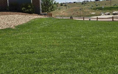 Photo of Gary K.'s yard after getting lawn care in Peyton, CO
