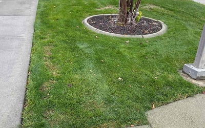 Photo of Joan V.'s yard after getting lawn care in Anaheim, CA