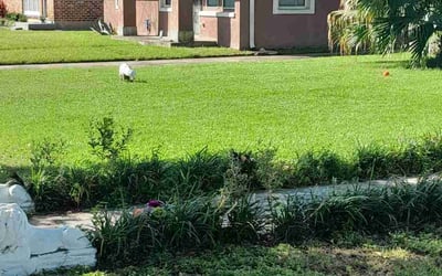 Photo of Guy P.'s yard after getting lawn care in Springboro, OH