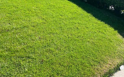 Photo of Jenny A.'s yard after getting lawn care in Lansing, IL