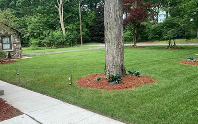 Photo of Caitlin C.'s yard after getting lawn care in Allen Park, MI