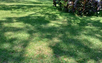Photo of Bill S.'s yard after getting lawn care in Painesville, OH
