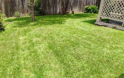 Photo of Minetha H.'s yard after getting lawn care in Lexington, SC