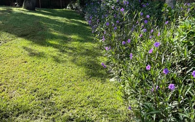 Photo of Levi C.'s yard after getting lawn care in Gulf Shores, AL