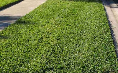 Photo of Sandra S.'s yard after getting lawn care in Laveen, AZ