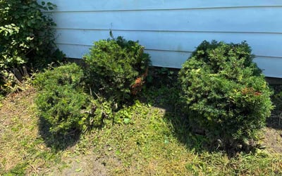 Photo of Mireille D.'s yard after getting lawn care in Haymarket, VA