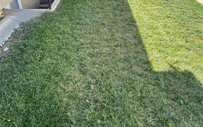 Photo of Danny H.'s yard after getting lawn care in Lathrop, CA