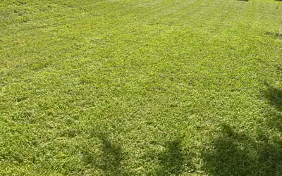 Photo of Kristin D.'s yard after getting lawn care in Thibodaux, LA