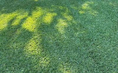 Photo of Michael H.'s yard after getting lawn care in Virginia Beach, VA