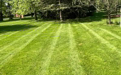 Photo of Cera L.'s yard after getting lawn care in Brandon, FL