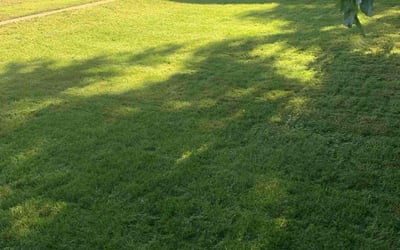 Photo of Carey V.'s yard after getting lawn care in Columbia Heights, MN