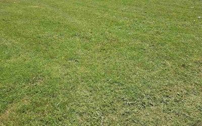 Photo of Brian G.'s yard after getting lawn care in Orchard Park, NY