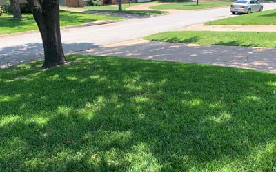 Photo of Julio A.'s yard after getting lawn care in Eugene, OR