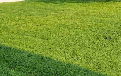 Photo of Shaneise W.'s yard after getting lawn care in Wayne, MI