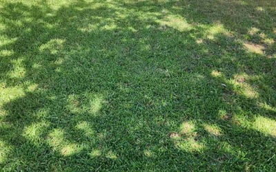 Photo of Grayson N.'s yard after getting lawn care in Petersburg, VA
