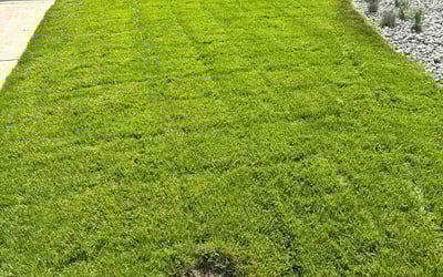 Photo of Danielle S.'s yard after getting lawn care in Crawfordville, FL