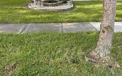 Photo of Prathyusha D.'s yard after getting lawn care in Pflugerville, TX