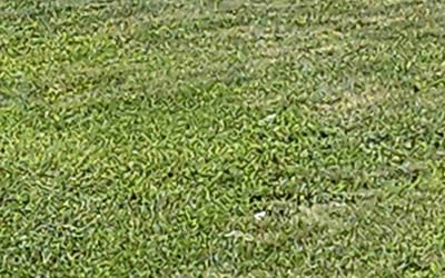 Photo of Maria O.'s yard after getting lawn care in Westwood, MA