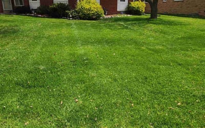 Photo of Michael M.'s yard after getting lawn care in Staten Island, NY