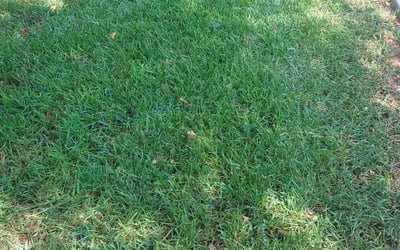 Photo of Alfonzo J.'s yard after getting lawn care in Powder Springs, GA