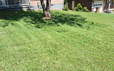 Photo of Miguel P.'s yard after getting lawn care in Deland, FL