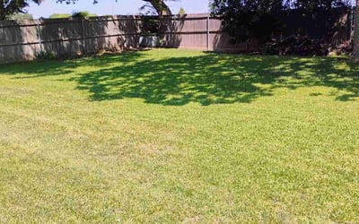 Photo of Dina M.'s yard after getting lawn care in Orange, NJ