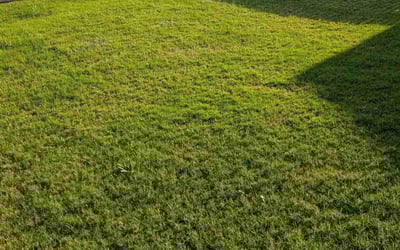 Photo of Joseph B.'s yard after getting lawn care in San Antonio, TX