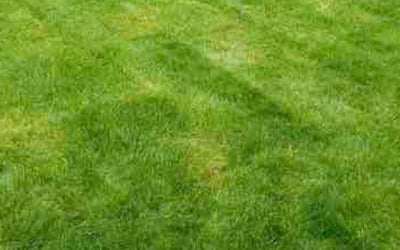 Photo of Linda C.'s yard after getting lawn care in West Roxbury, MA