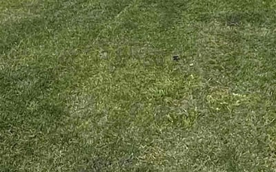 Photo of ashleigh v.'s yard after getting lawn care in Valley Center, CA
