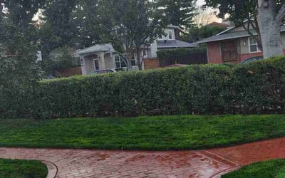 Photo of Grover b.'s yard after getting lawn care in Campbell, CA