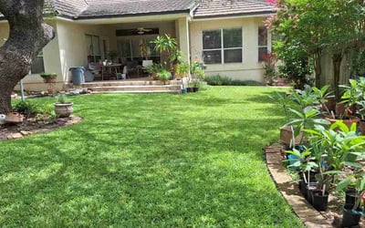 Photo of Vinnie R.'s yard after getting lawn care in San Antonio, TX