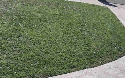 Photo of Curtis S.'s yard after getting lawn care in Fillmore, CA